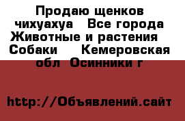 Продаю щенков чихуахуа - Все города Животные и растения » Собаки   . Кемеровская обл.,Осинники г.